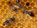 Апитерапия лечение пчелиным ядом